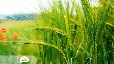اهمیت-تغذیه-صحیح-در-زراعت-گندم