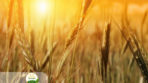 آبیاری-مناسب-در-زراعت-گندم