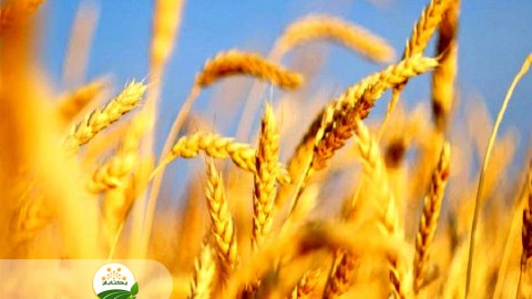 ضرورت-بالا-بردن-راندمان-مصرف-آب