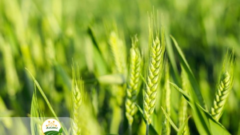 راه-کارهای-افزایش-سود-کشاورزان