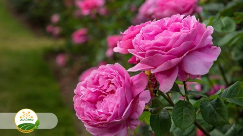 فراوری-گل-محمدی