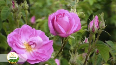 فراوری-گل-محمدی-اسانس-تام