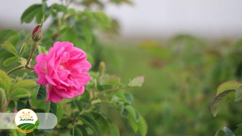 تولید-گلاب-و-نوشیدنی-های-معطر