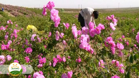 قیمت-تمام-شده-محصول-گل-محمدی