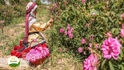 جایگاه-تولید-و-صنعت-گل-محمدی