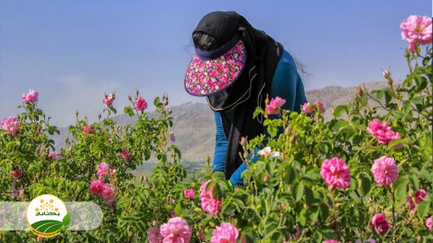 ویژگی-های-رشد-گل-محمدی