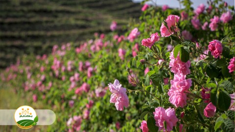 هرس-گل-محمدی