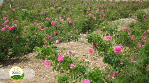 تغذیه-گیاه-و-برنامه-کودی-گل-محمدی