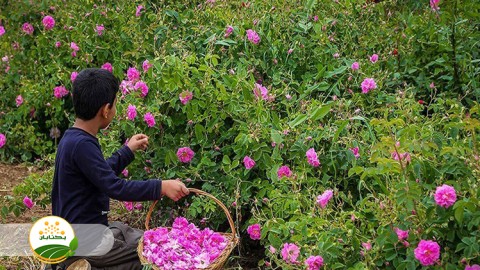 مبارزه-با-آفات-و-علفهای-هرز-گل-محمدی