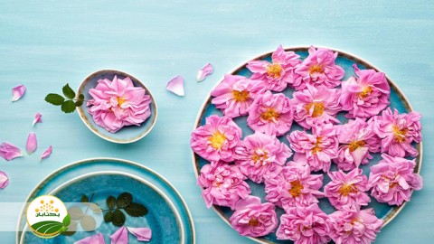 گل-ندادن-و-اصول-چیدن-گل-محمدی