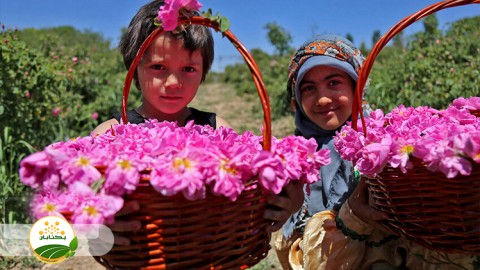 شرایط-نگهداری-و-انبار-کردن-گل-محمدی