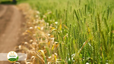 علف-هرز-غلات-و-مضرات-آن