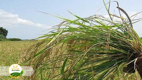 طبقه-بندی-علف-های-هرز