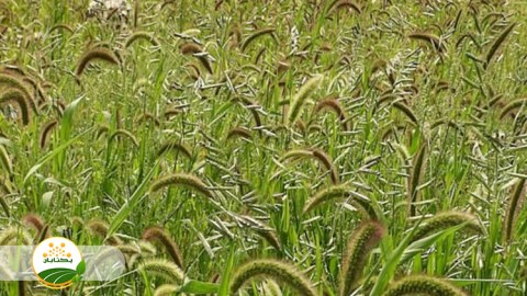 دلایل-موفقیت-علف-های-هرز-و-روشهای-کنترل