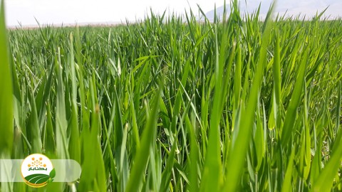 روشهای-مبارزه-شیمیایی-با-علف-های-هرز-غلات