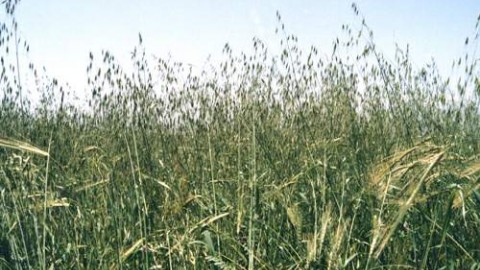 زمان-مناسب-توصیه-سموم