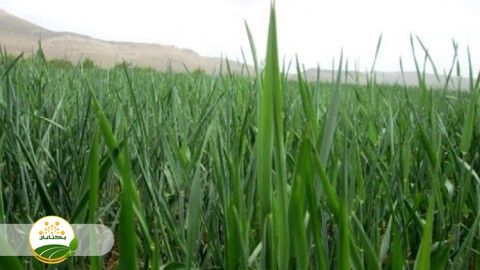 علف-کش-مورد-استفاده-در-گیاه-گندم