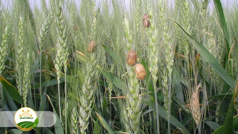 اهمیت-غلات-و-عوامل-محدود-کننده-و-خسارت-رسان