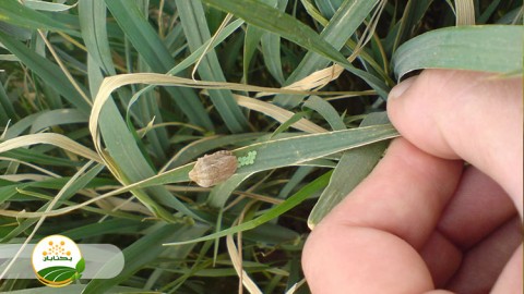 ارزیابی-اقتصادی-عوامل-خسارت-زا-و-عملکرد-حفظ-نباتات