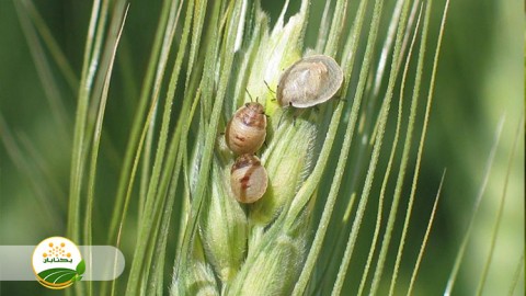 مهم-ترین-آفت-غلات