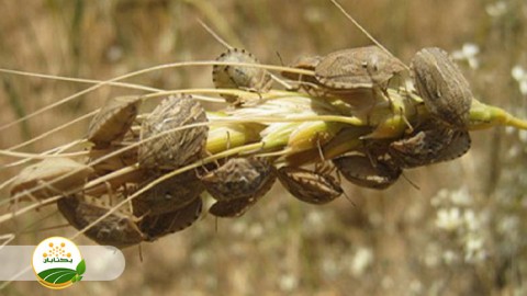 عوامل-گسترش-و-طغیان-آفت-سن-غلات