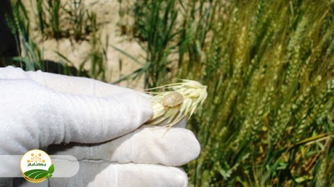 وظایف-دولت-در-برابر-سن-غلات