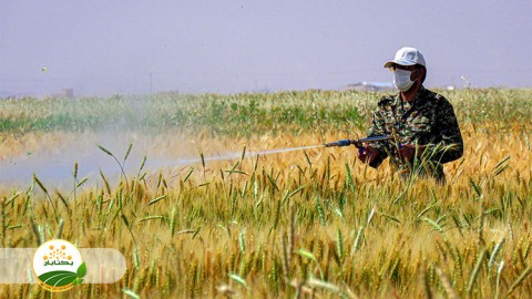 بیولوژی-آفت-سن-غلات-در-استان-خراسان-رضوی-قسمت-اول