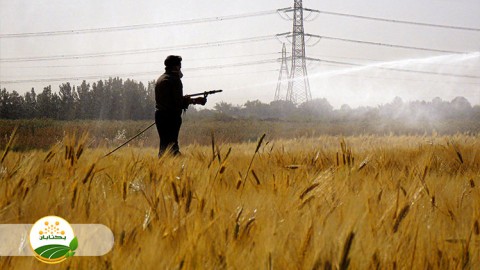 بیولوژی-آفت-سن-غلات-در-استان-خراسان-رضوی-قسمت-دوم