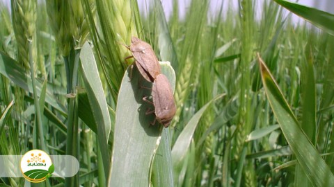 بهترین-زمان-مبارزه-با-سن-مادری-و-پوره