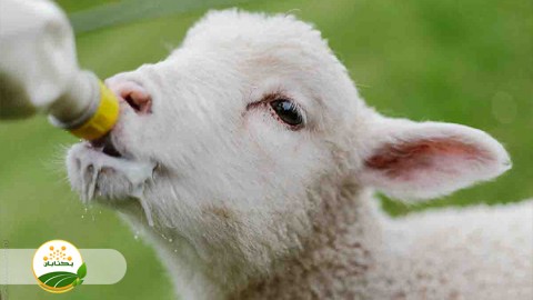 آیا-تغذیه-میش-در-ماه-آخر-ابستنی-بر-رشد-جنین-اثر-میگذارد-و-برنامه-خوارکی-مناسب-برای-میش-چیست