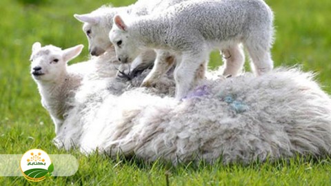 وزن-تولد-بره-رابطه-آن-با-مرگ-میر-و-تغذیه-میش-ابستن-و-تازه-زا