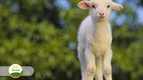 ویتامین-ها-برای-تقویت-میش-و-بره-ها-و-راهکارهای-مدیریتی-سقط-و-مرده-زایی-در-گله-برای-دامداران