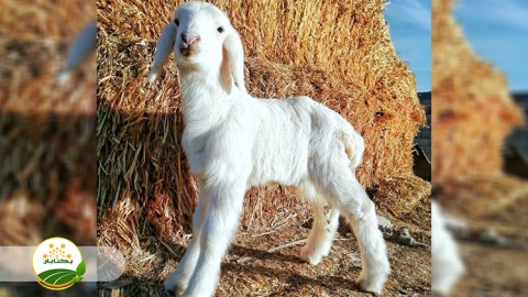 میزان-مصرف-آغوز-و-طریقه-ذخیره-آن