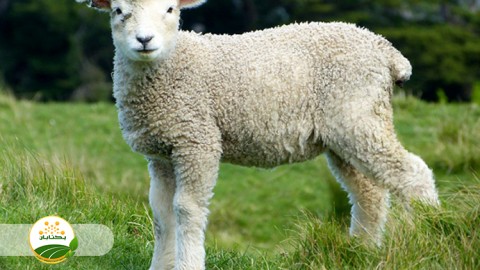 شیر-دادن-مصنوعی-بره-های-ضعیف