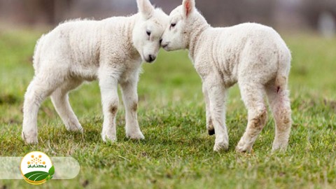 بی-اشتهایی-بره-ها-و-پنیرک-شیر-در-شیردان