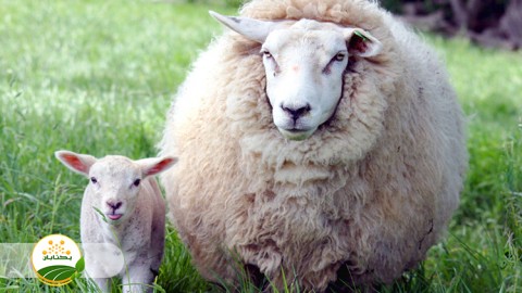 تا-چه-زمانی-بره-از-مادر-میتواند-تغذیه-کند