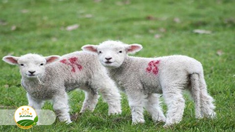 تغذیه-تکمیلی-بره-شیری