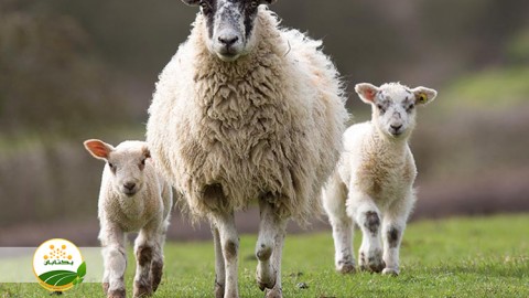 مدیریت-بره-های-ماده-بعد-از-قطع-شیر