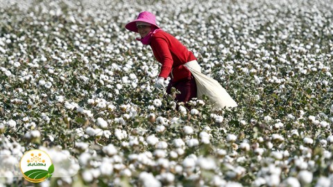 وضعیت-کشت-پنبه-و-میزان-تولید-استان-خراسان-رضوی