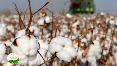 طرح-پایش-آفات-در-خصوص-کشت-پنبه-در-سال-جاری-و-توصیه-کارشناس