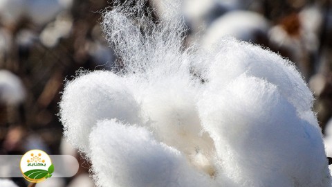 برنامه-و-پروژه-های-کشت-پنبه-در-سال-جاری-قسمت-اول