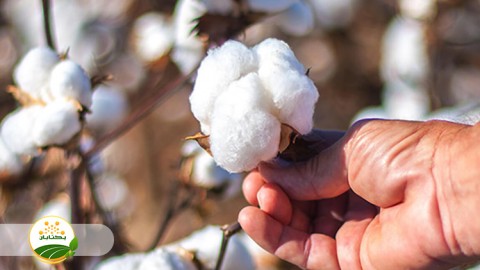 مهمترین-موارد-و-توصیه-های-کاشت-و-زراعت-پنبه-قسمت-دوم
