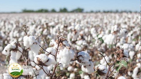 عوامل-و-محدودت-ها-در-سنوات-اخیر-که-به-کشت-پنبه-آسیب-رسانده-است-قسمت-اول