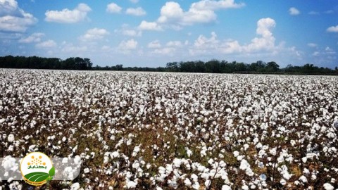 عوامل-و-محدودیت-ها-در-سنوات-اخیر-که-به-کشت-پنبه-آسیب-رسانده-است-قسمت-دوم