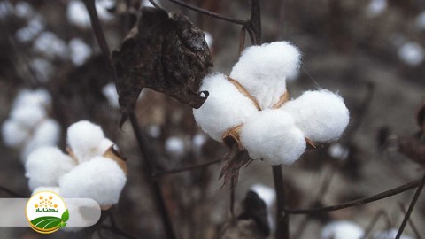 راهکار-ها-برای-بالا-بردن-عملکرد-پنبه