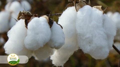 تناوب-زراعی-پنبه-در-استان-خراسان-رضوی