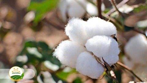 ژنتیک-بذر-و-مدیریت-به-زراعی-در-عملکرد-و-تولید-پنبه