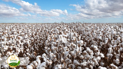 انتخاب-رقم-مناسب-پنبه