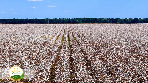 مدیریت-به-زراعی-ارقام-و-مدیریت-مصرف-آب-در-مزارع-پنبه