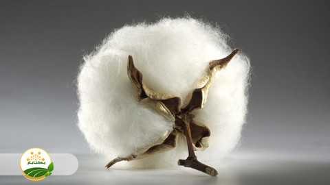 راهکار-های-فنی-و-عملیاتی-برای-تاریخ-کاشت-و-تراکم-مطلوب-بوته-در-مزرعه